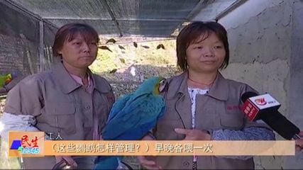 百姓故事:杨廉荣回乡投资养殖业 科学养殖鹦鹉